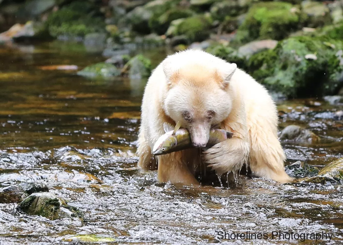 Grizzly bears, wildlife tours, located in the Great Bear Rainforest