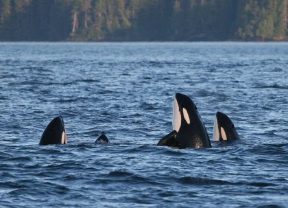 Spyhopping orca Photo: Jeremy Mathieu