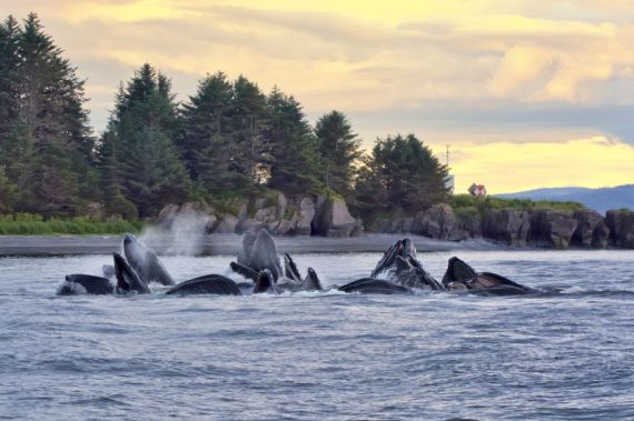 Bubble net feeding humpback whales at sunset Photo: Bruce Whittington