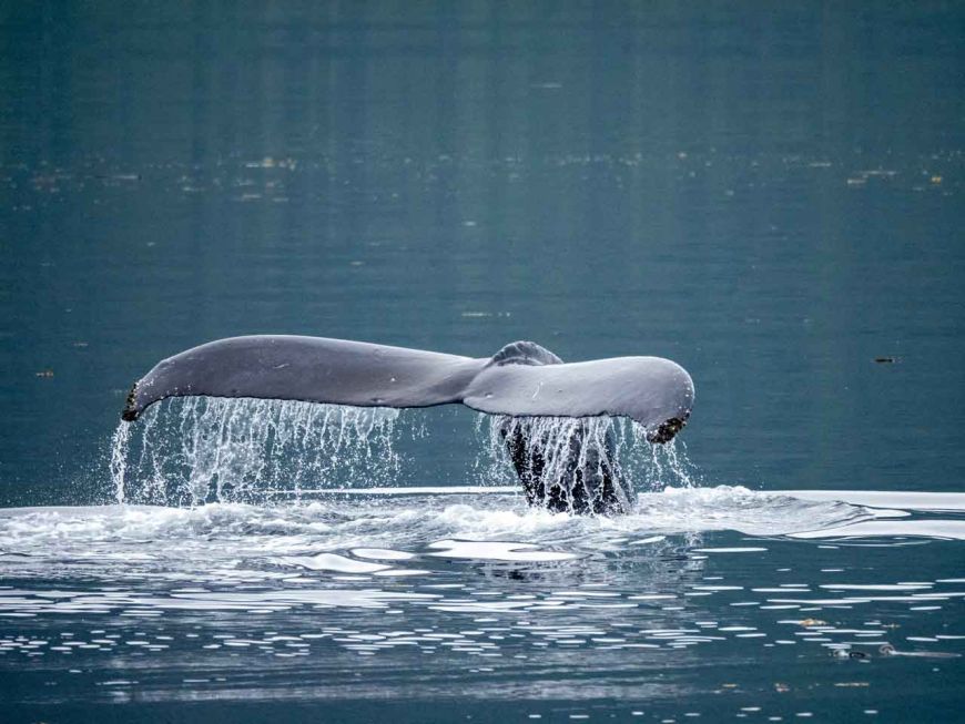 The fluke of a humback whale as it dives