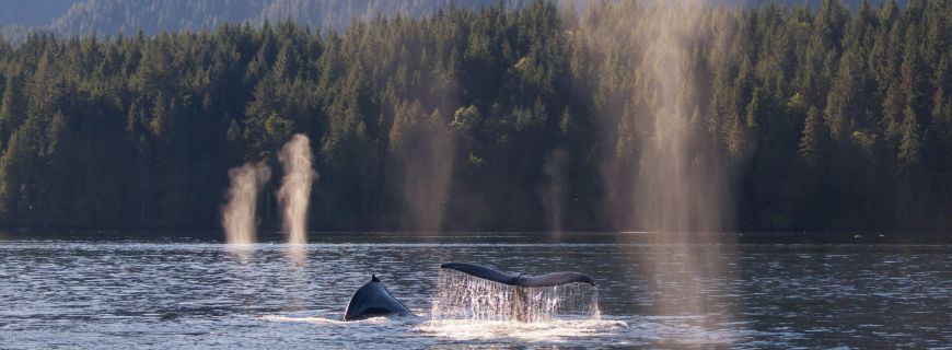 Humpback Whales spouts lit up by the sun